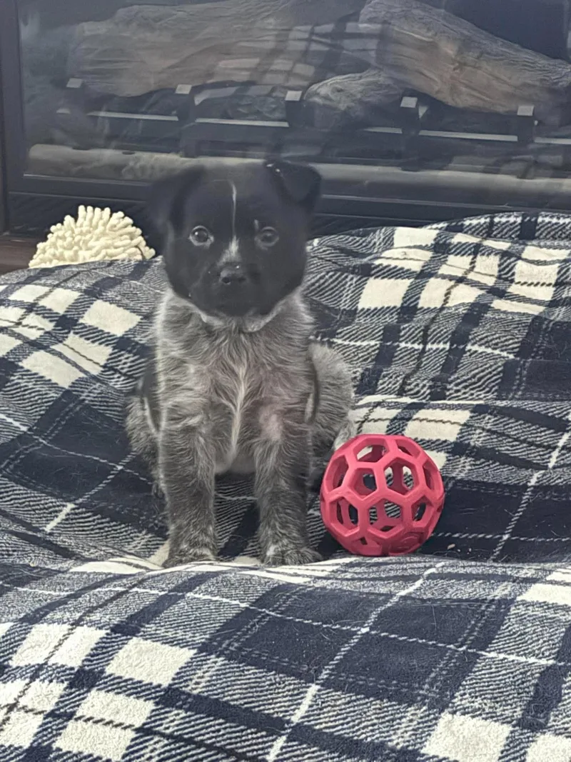A baby medium-sized male Australian Cattle Dog / Blue Heeler dog named Koda for adoption in Mcallen, TX