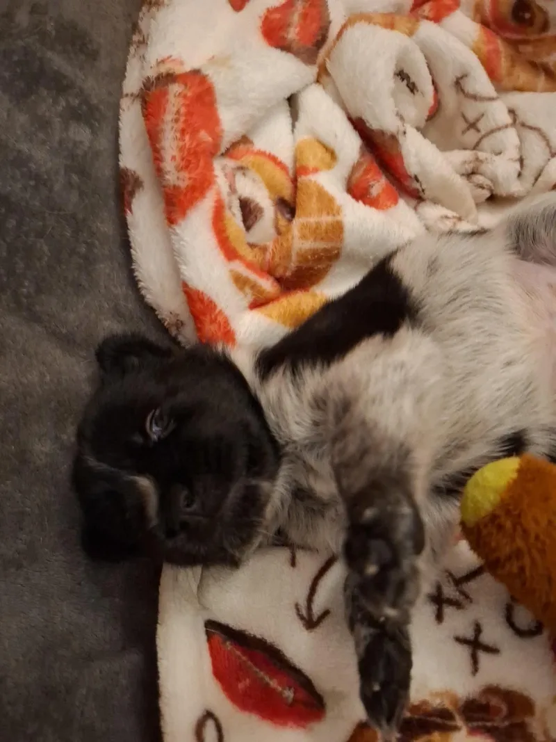 Koda thumbnail 3