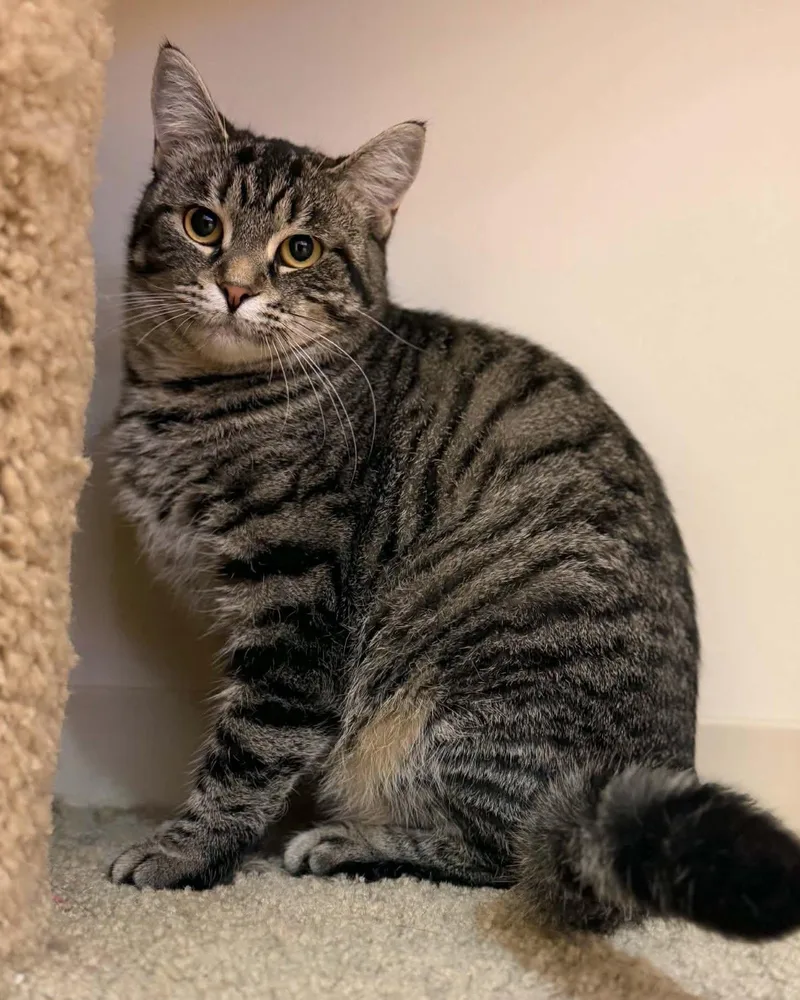 An adult medium-sized female Tabby (Gray / Blue / Silver) Domestic Short Hair cat named Mystery for adoption in Fremont, MI