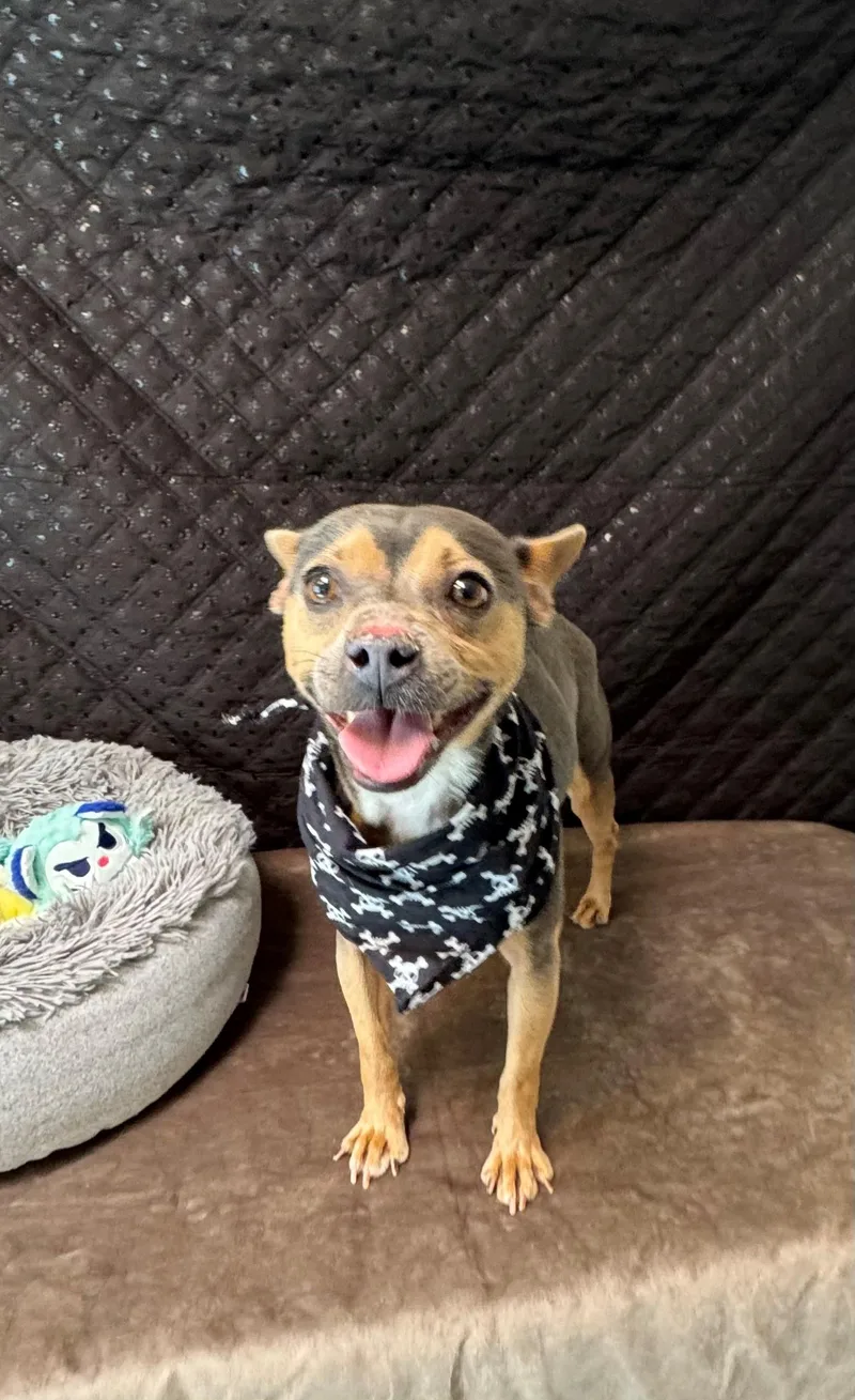 A young small-sized male Gray / Blue / Silver Chihuahua dog named Bandit for adoption in Ripon, CA