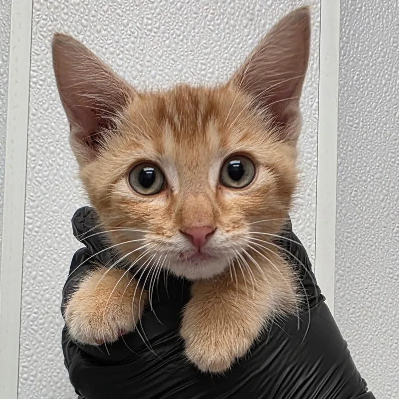 A baby small-sized male Orange / Red Domestic Short Hair cat named Wheel Shine for adoption in Abilene, TX