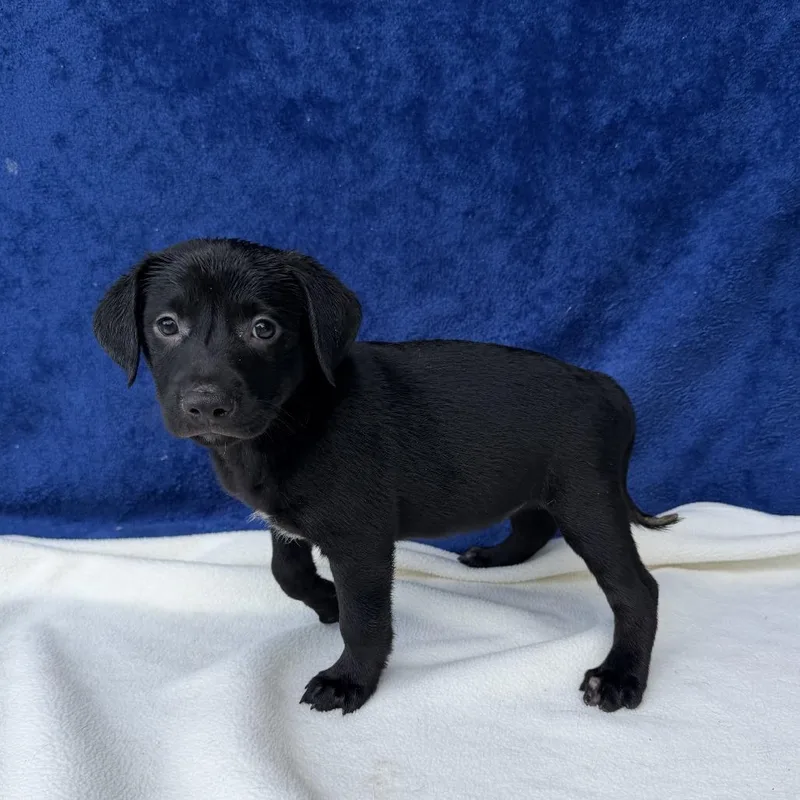 A baby small-sized male Black Labrador Retriever dog named Allspice for adoption in Carencro, LA