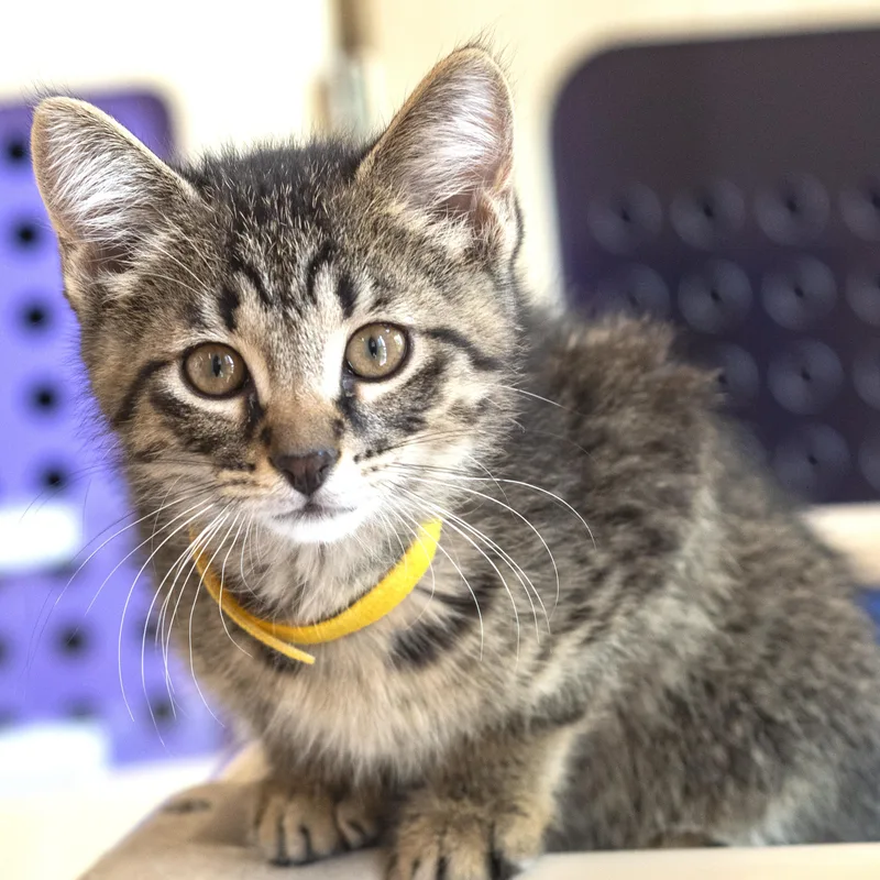 A baby medium-sized male Tabby (Brown / Chocolate) Domestic Short Hair cat named Yahoo for adoption in Pontiac, MI