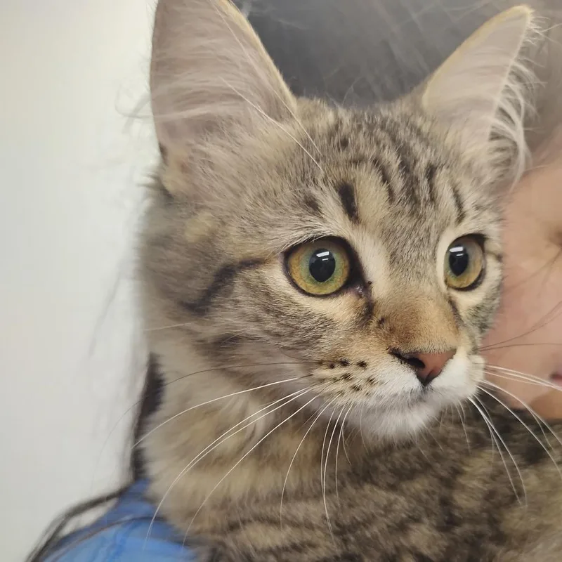 A baby small-sized female Domestic Long Hair cat named Betty for adoption in Fort Smith, AR