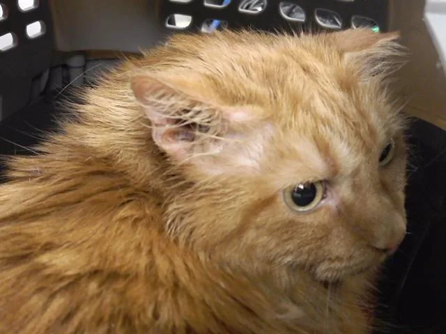 An adult medium-sized female Domestic Long Hair cat named Gorda for adoption in Omaha, NE