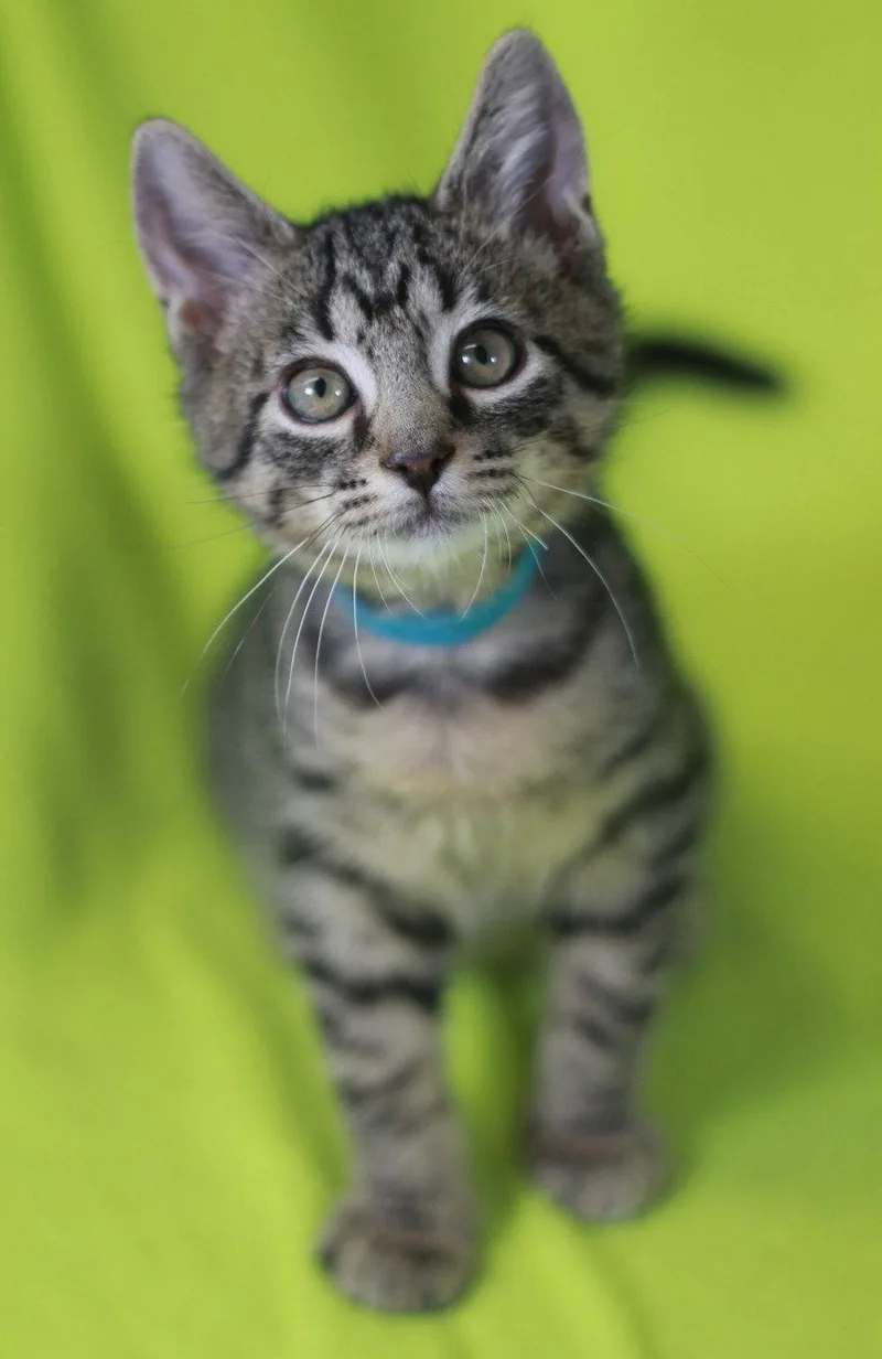 A baby small-sized male Domestic Short Hair cat named Cash for adoption in Cookeville, TN