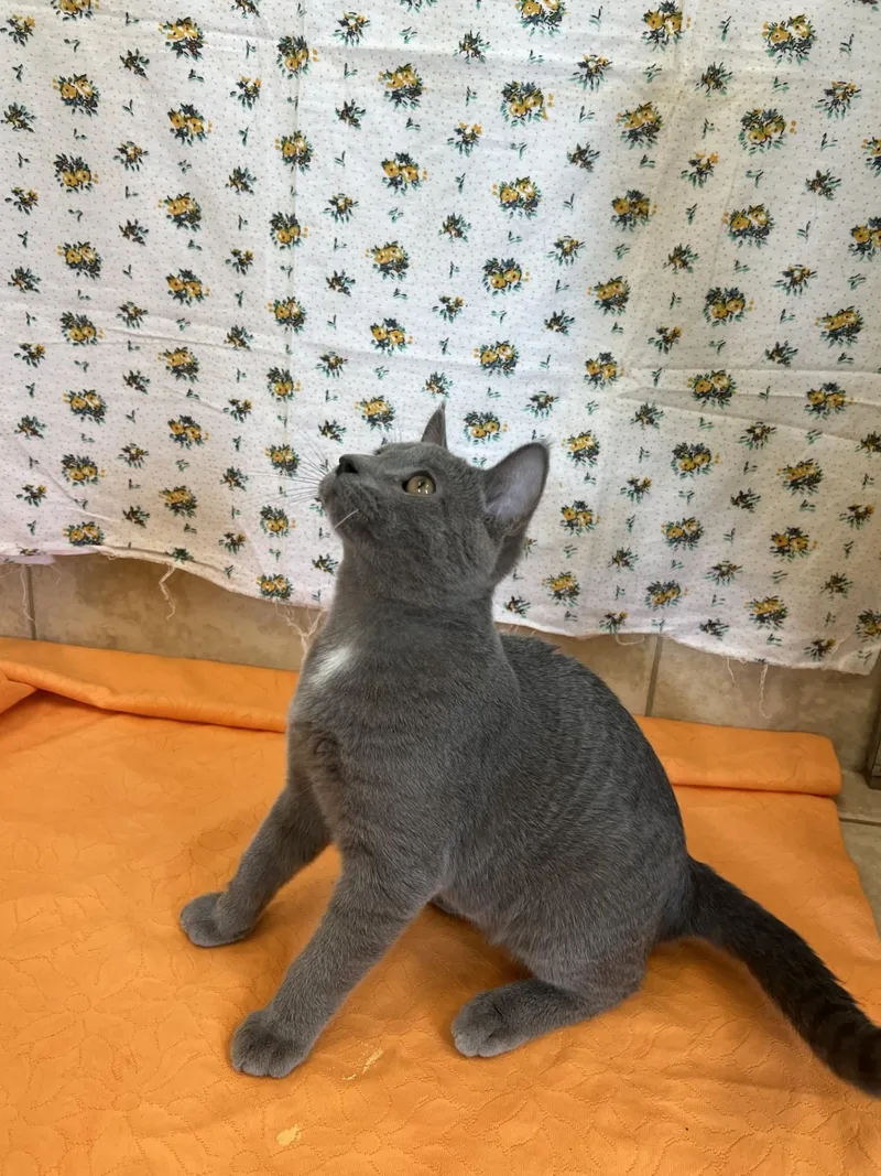 A young medium-sized male Gray / Blue / Silver Domestic Short Hair cat named Smokey for adoption in Upper Sandusky, OH