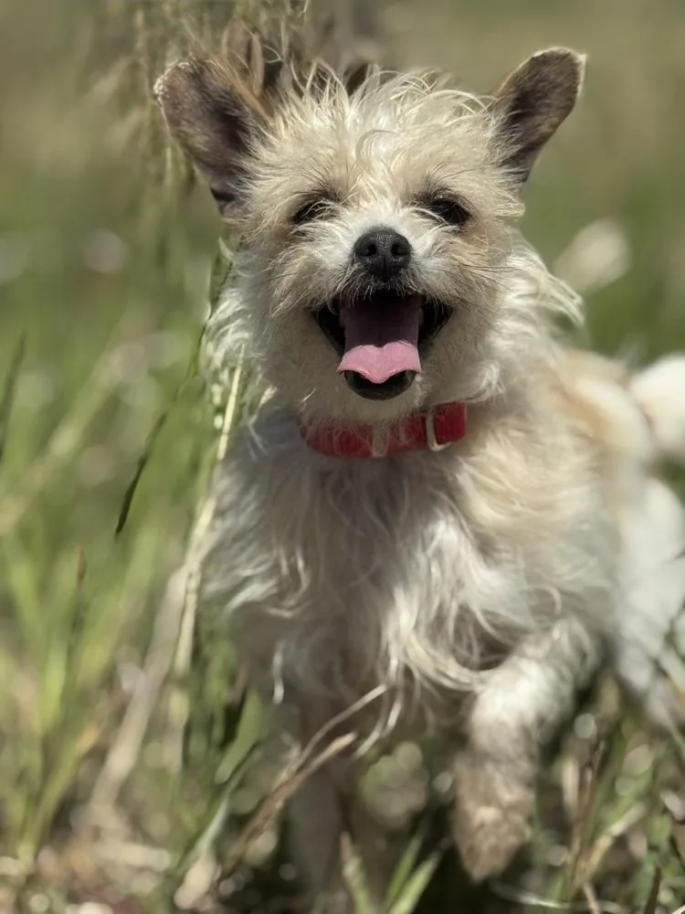An adult small-sized female White / Cream Terrier dog named Yellow for adoption in Littleton, CO