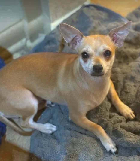 A young small-sized female Chihuahua dog named Amelia for adoption in North Richland Hills, TX