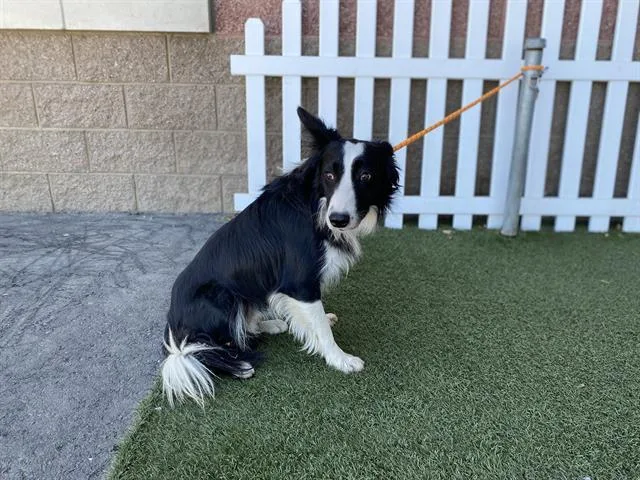 Bocephus