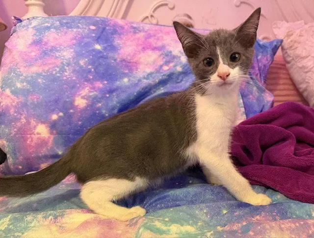 A baby medium-sized male Gray & White Domestic Short Hair cat named Mochi for adoption in Orlando, FL