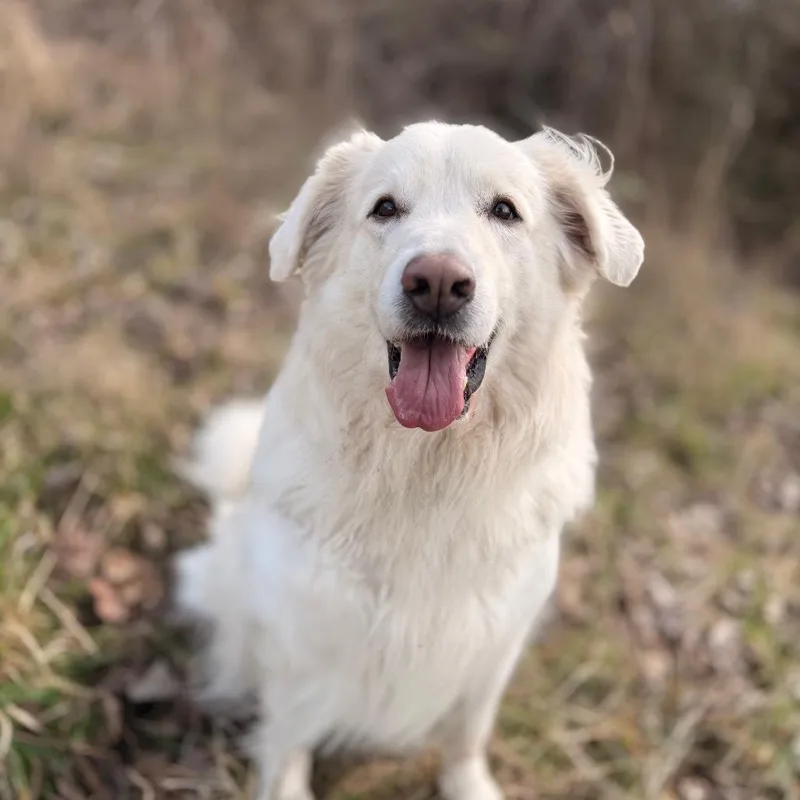 A senior extra large-sized female White / Cream Great Pyrenees dog named Mieya for adoption in Bellingham, WA