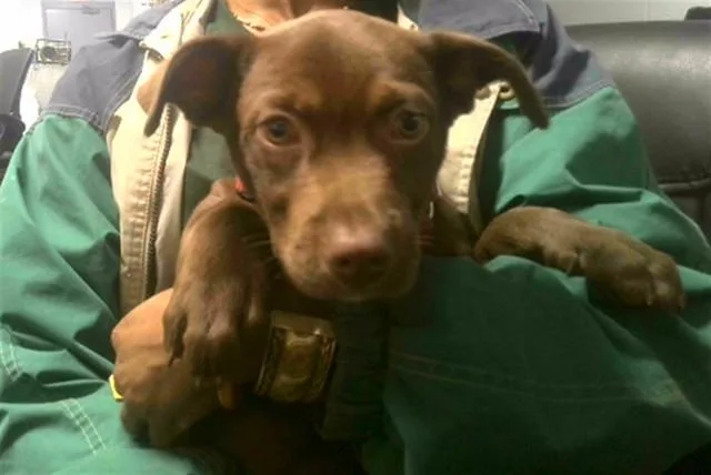 A young small-sized male Labrador Retriever dog named Kairo for adoption in Tallahassee, FL
