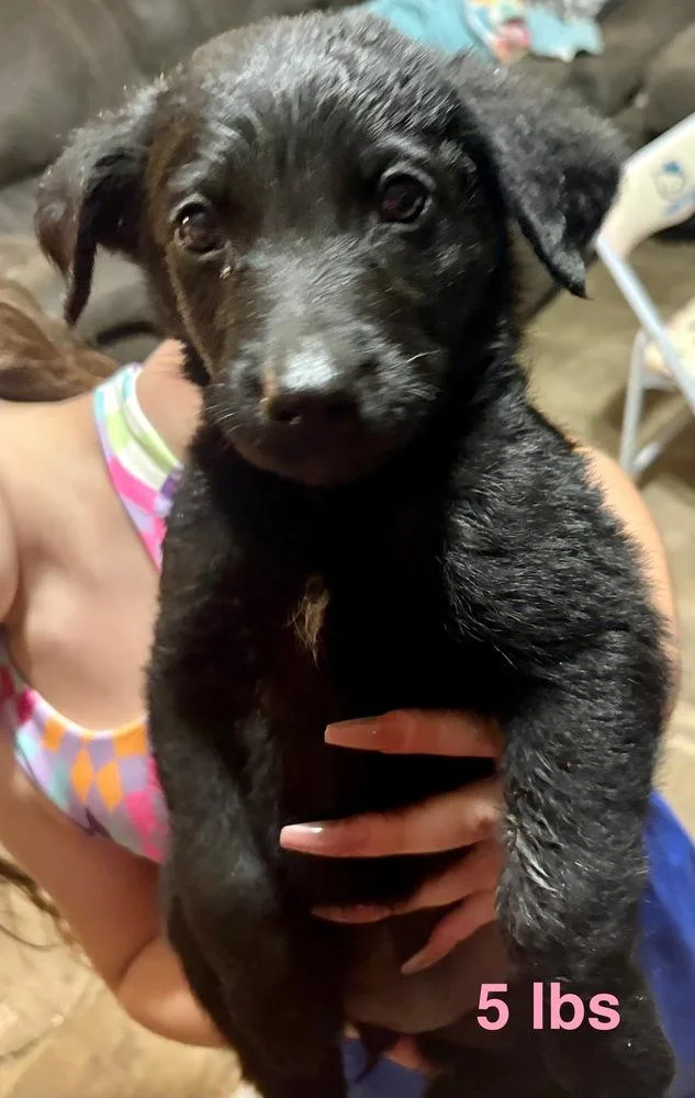 A baby large-sized female Black Labrador Retriever dog named Dafoe Fiona for adoption in Broomfield, CO