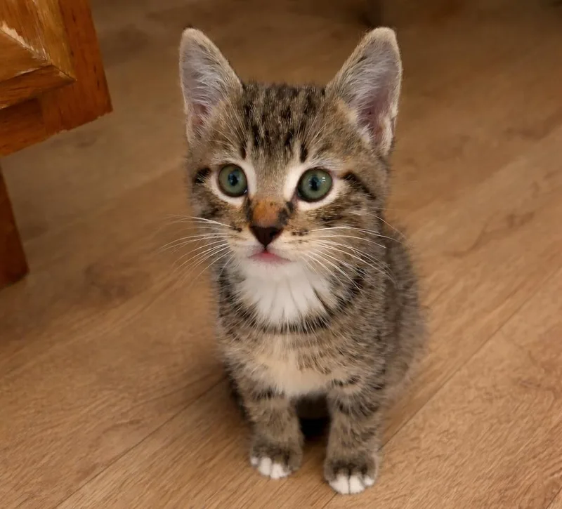 A baby medium-sized male Tabby (Brown / Chocolate) Tabby cat named Tiger for adoption in San Juan Capistrano, CA