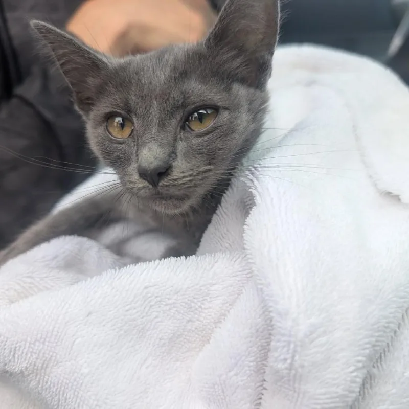 A baby small-sized female Gray / Blue / Silver Domestic Short Hair cat named Minnie Meows for adoption in Asheville, NC