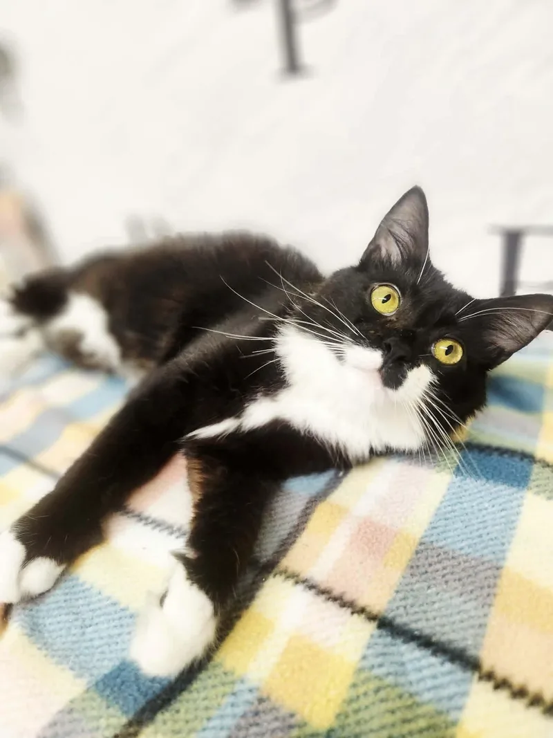 A young medium-sized female Black & White / Tuxedo Domestic Long Hair cat named Didget for adoption in Social Circle, GA