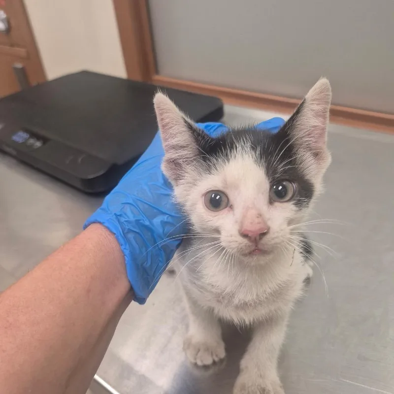 A baby small-sized male Black Domestic Short Hair cat named Sammy for adoption in Upland, CA