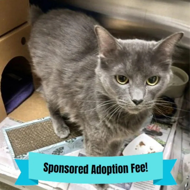 An adult large-sized male Gray / Blue / Silver Domestic Medium Hair cat named Spike for adoption in Novelty, OH