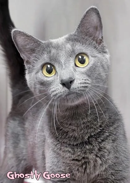 An adult small-sized female Domestic Short Hair cat named Ghostly Goose for adoption in Mason, MI