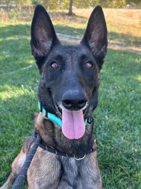 An adult large-sized female Belgian Shepherd / Malinois dog named Jessie for adoption in Woodland, CA