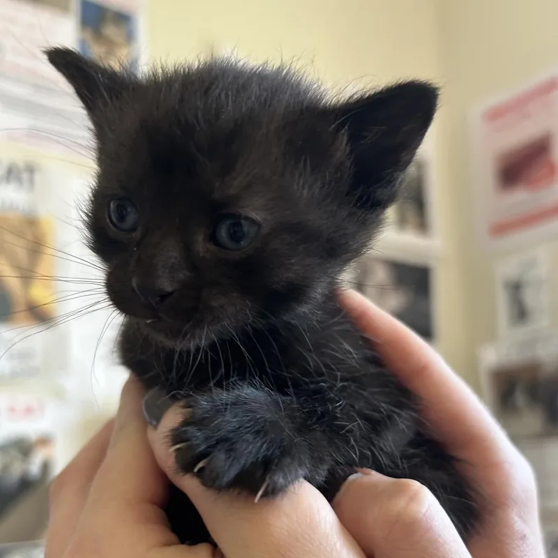 A baby small-sized female Black Domestic Short Hair cat named Laurel for adoption in Chattanooga, TN