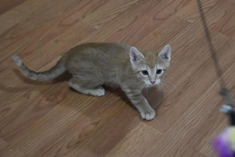 A baby small-sized male Orange & White Domestic Short Hair cat named Tigger for adoption in Anoka, MN