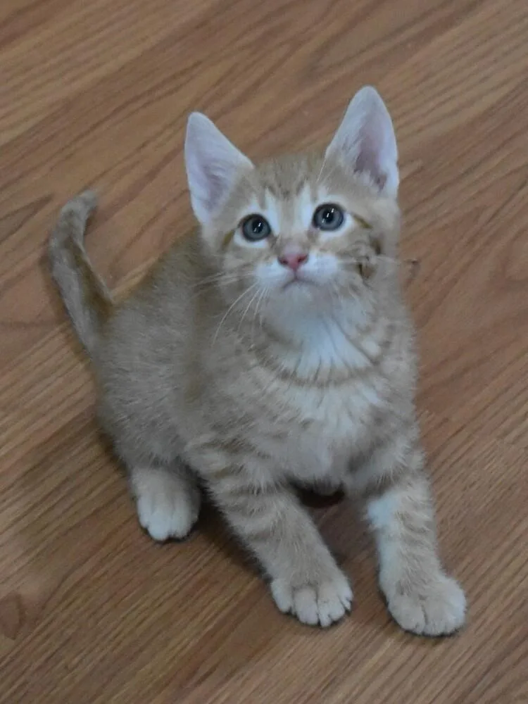 Tigger thumbnail 2