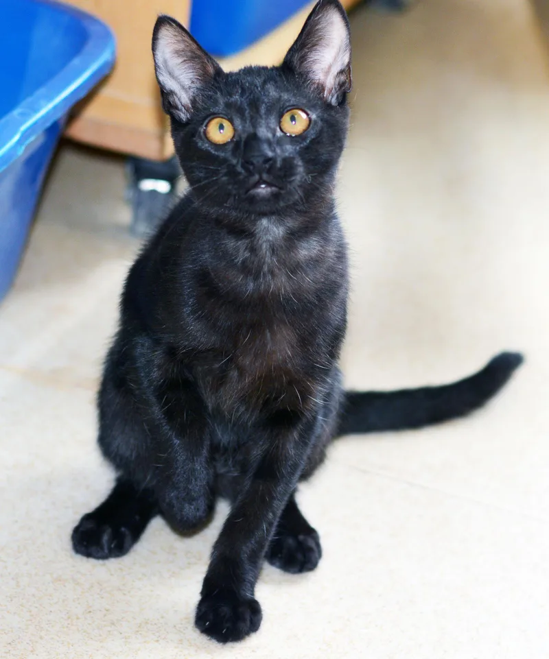 A baby medium-sized male Black Domestic Short Hair cat named Wizard Of Oz for adoption in San Clemente, CA