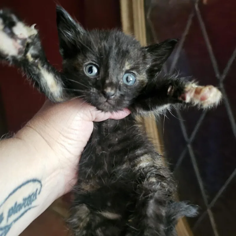 A baby small-sized female Tortoiseshell Domestic Short Hair cat named Cricket for adoption in Waco, TX