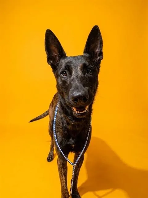 A young large-sized male Mixed Breed dog named Drax for adoption in Jacksonville, FL