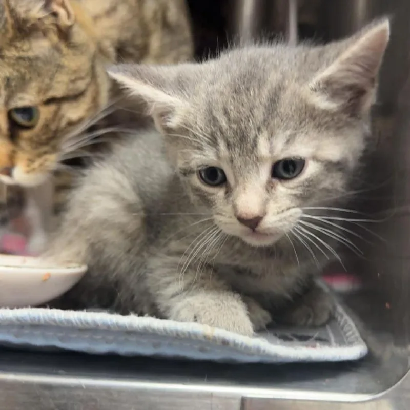 A baby small-sized female Gray / Blue / Silver Domestic Short Hair cat named Gracie for adoption in Caryville, TN
