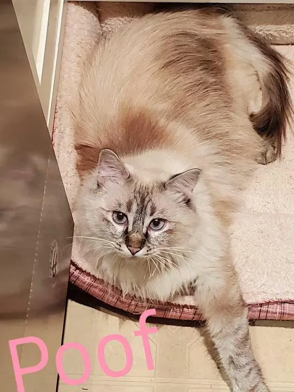 An adult medium-sized female Himalayan cat named Poof for adoption in Monrovia, CA