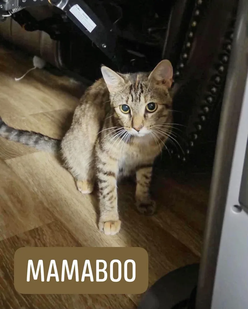 An adult medium-sized female Tabby (Buff / Tan / Fawn) Domestic Short Hair cat named Mamaboo for adoption in Cosby, TN