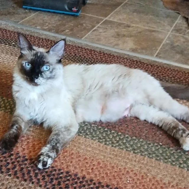 A young medium-sized female Siamese cat named Beary Girl for adoption in Pendleton, OR