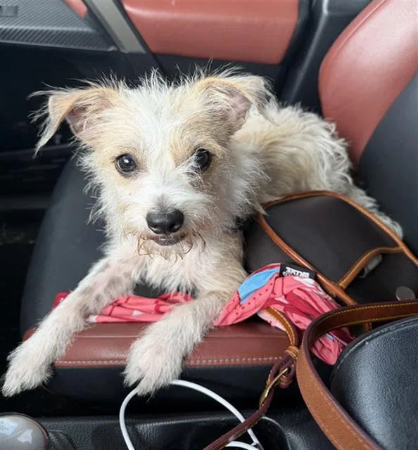 A young small-sized female Mixed Breed dog named Pip for adoption in Dallas, TX