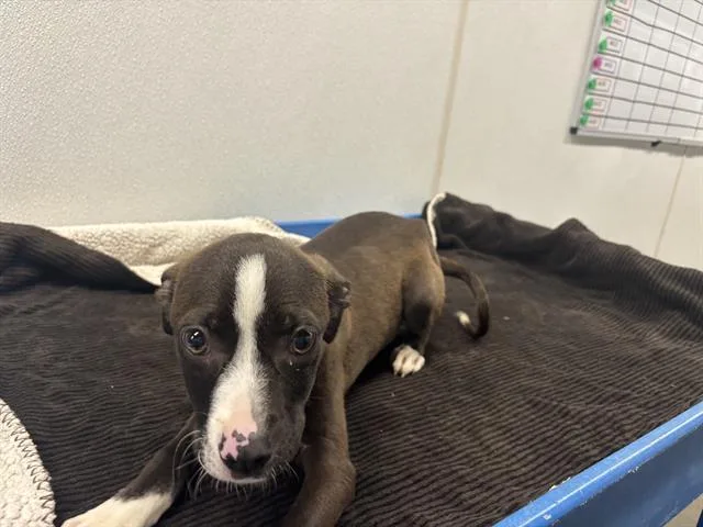 A baby small-sized female Pit Bull Terrier dog named Hailey for adoption in Panama City, FL