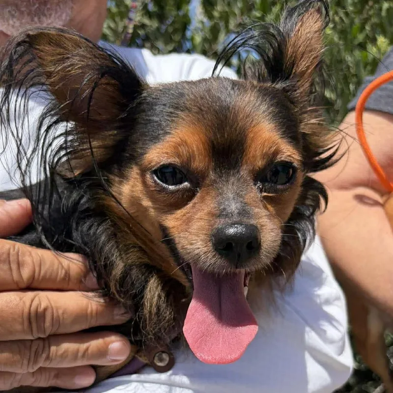 An adult small-sized male Brown / Chocolate Chihuahua dog named Demetri for adoption in Ramona, CA