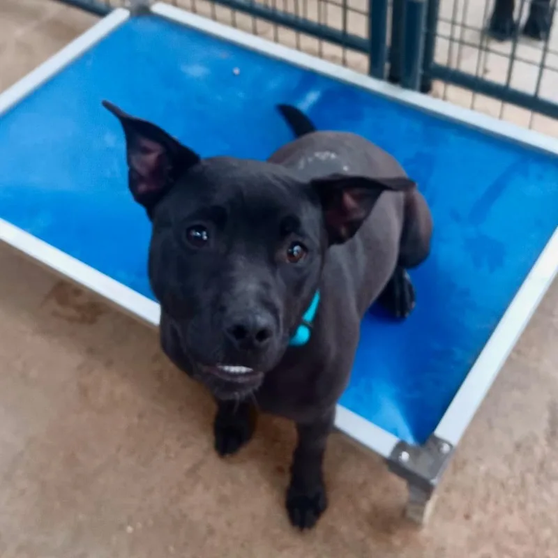 A young medium-sized female Bull Terrier dog named Bella Anne for adoption in Marianna, FL