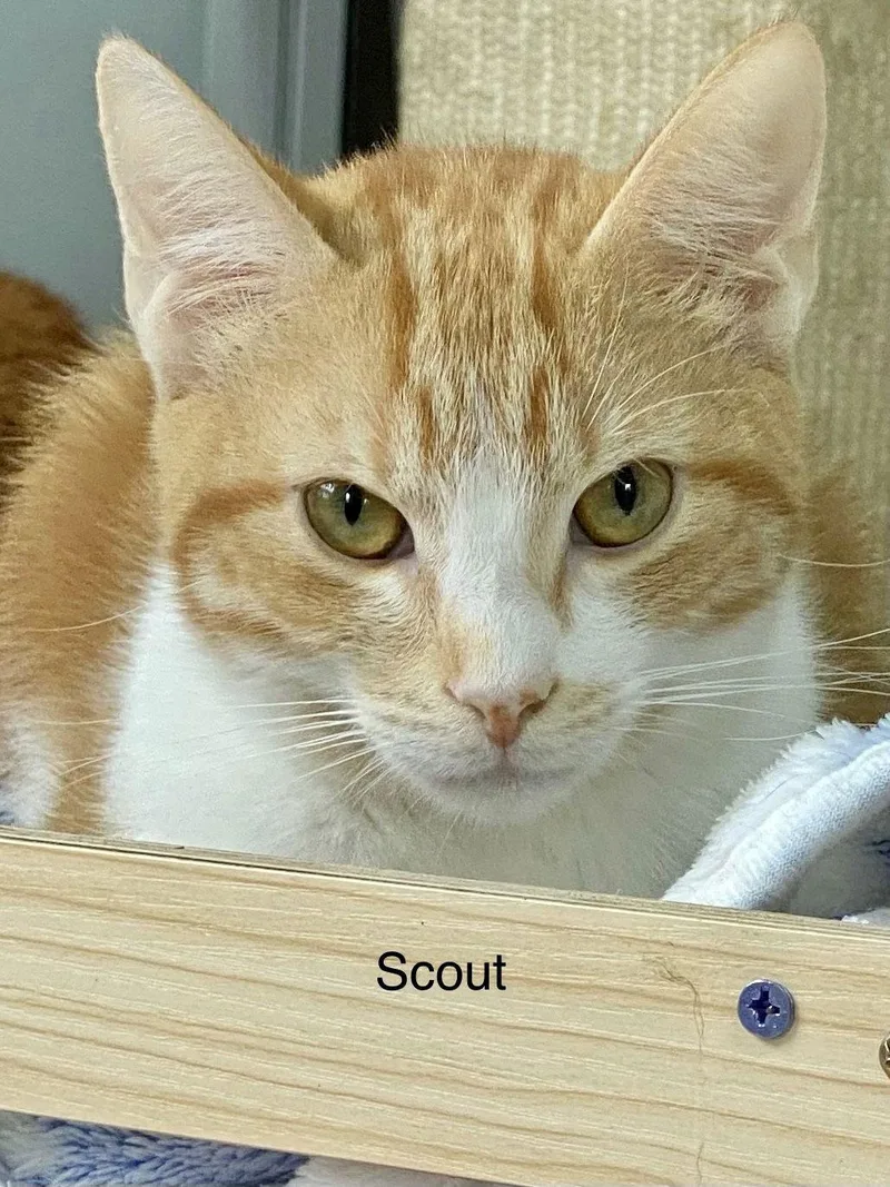 Scout