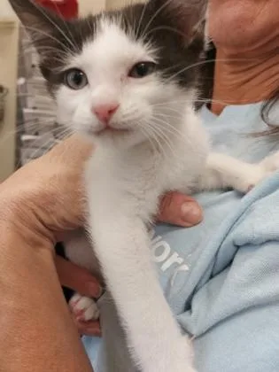 A baby small-sized male Domestic Short Hair cat named Spooky Spice for adoption in Fishers, IN