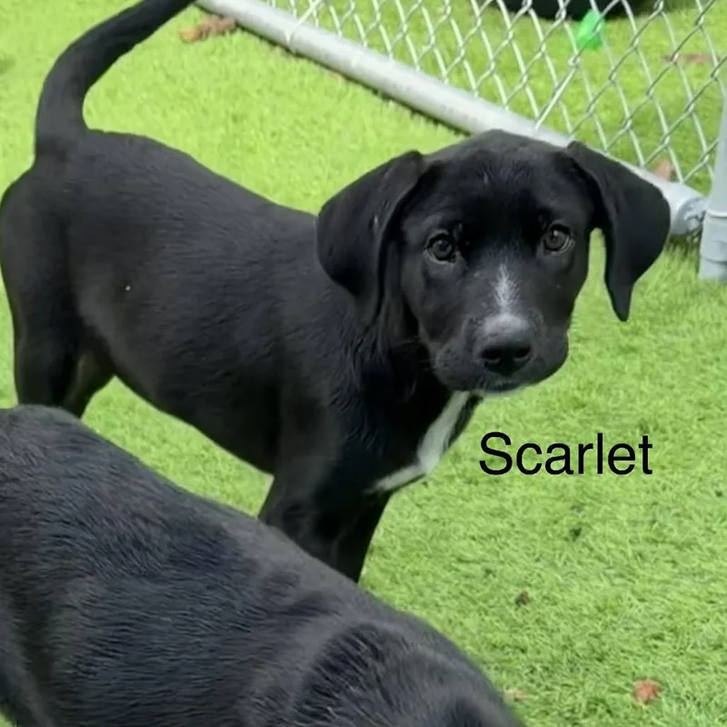 A baby medium-sized female Black Labrador Retriever dog named Scarlett for adoption in Sarasota, FL