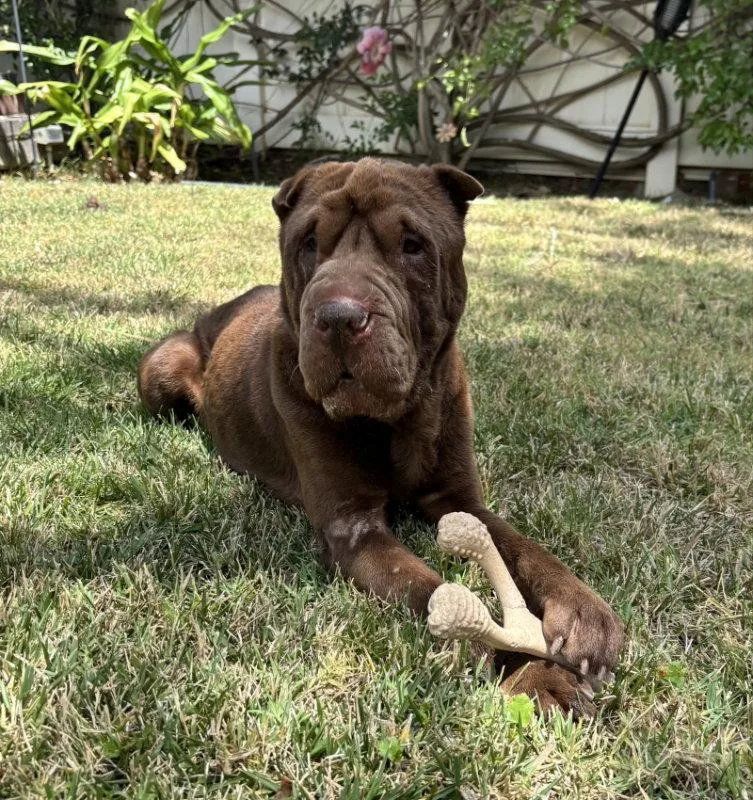 An adult medium-sized male Shar-Pei dog named Bear for adoption in Lake Forest, CA