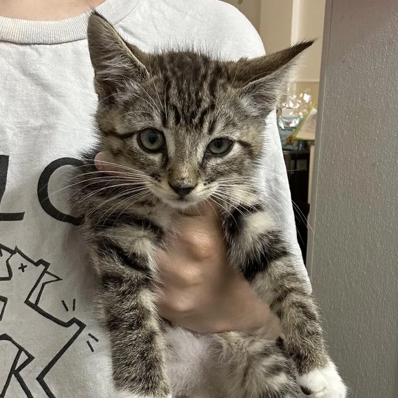 A baby small-sized male Brown / Chocolate Domestic Short Hair cat named Reef for adoption in Point Richmond, CA
