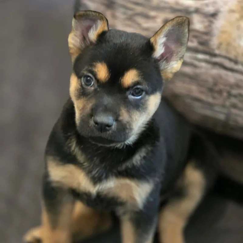 A baby medium-sized male Black Mixed Breed dog named Superman for adoption in Fredericksburg, VA