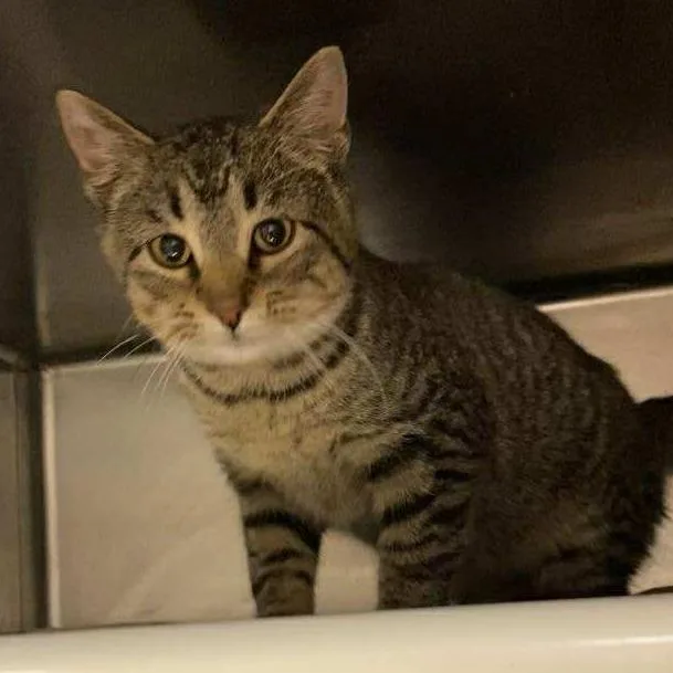 Ralphie C thumbnail 2