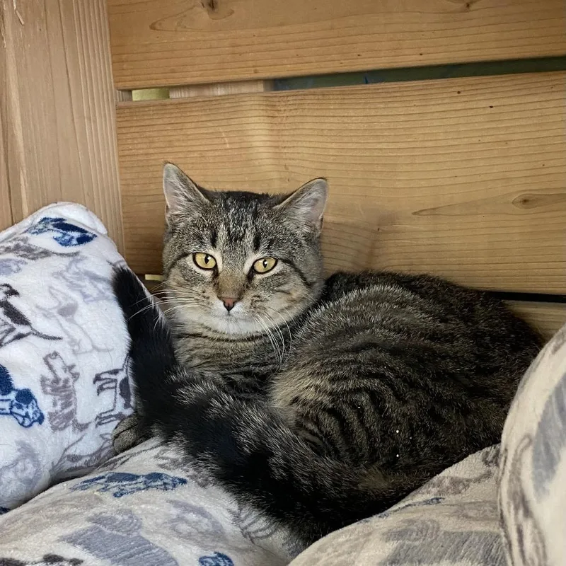 Ralphie C thumbnail 3