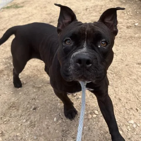 An adult large-sized female Mixed Breed dog named Frogger for adoption in Pensacola, FL