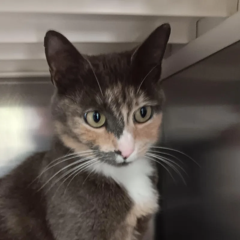 Delphine thumbnail 2