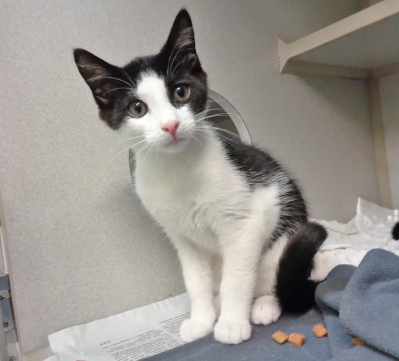 A baby small-sized male Black & White / Tuxedo Domestic Short Hair cat named Harriman for adoption in Delhi, NY